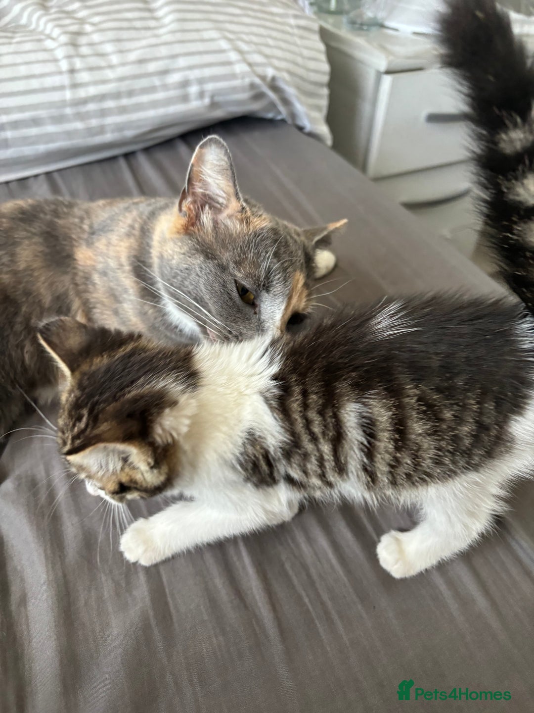 Mixed Breed cats for sale: Female kitty for sale - ready to leave  - Image 13