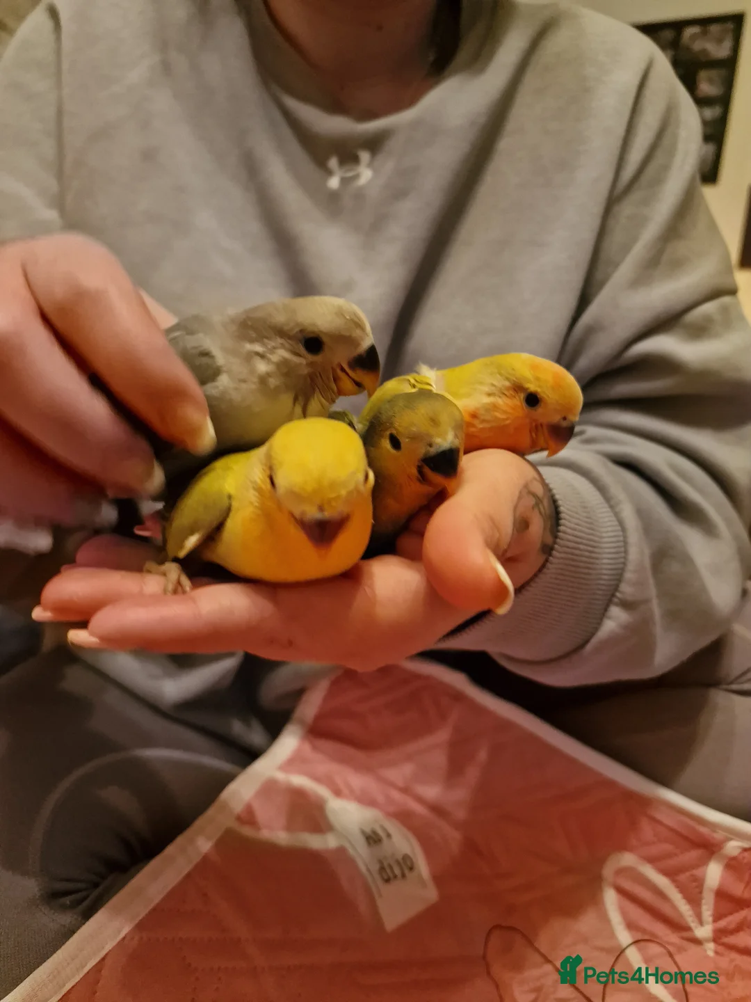 Lovebirds birds for sale: Hand Reared Peach Faced Lovebird Babies - Advert 15
