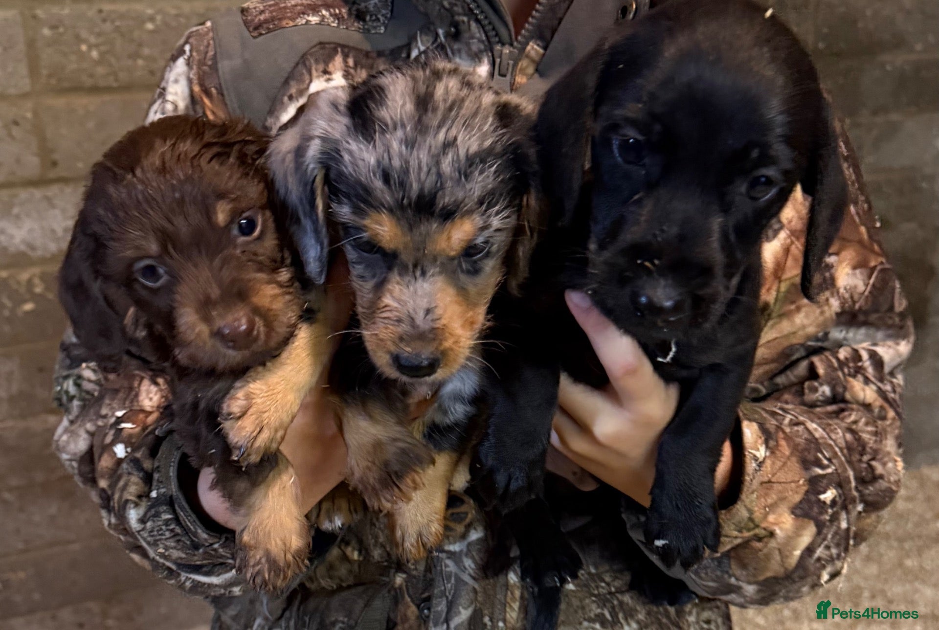 Doxiepoo dogs for sale: Doxipoo puppies - Advert 2