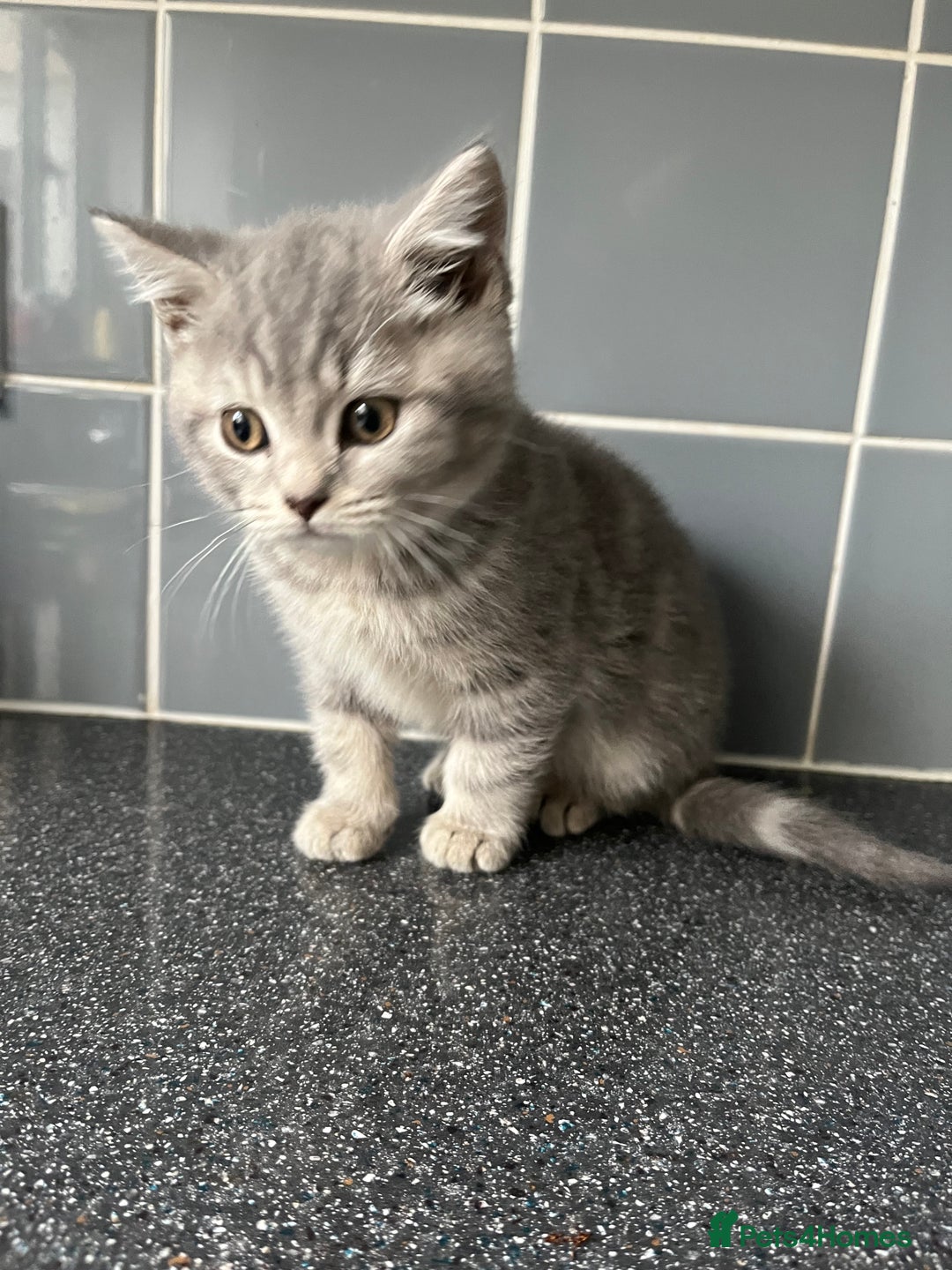 British Shorthair cats for sale: One male and one female remain - Advert 15