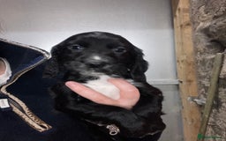 Sprocker dogs for sale: Sprocker spaniels  - Image 4