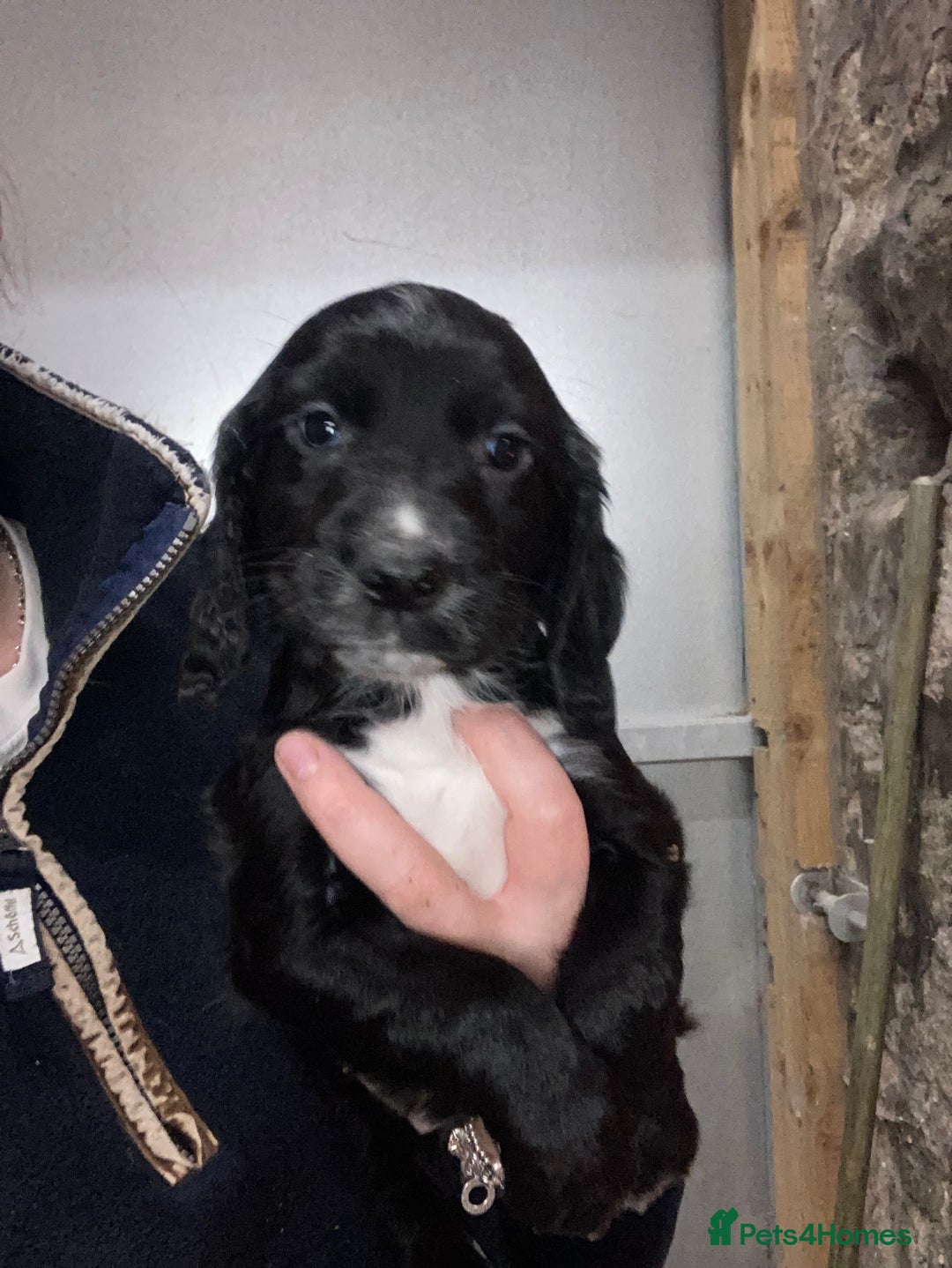 Sprocker dogs for sale: Sprocker spaniels  - Image 4