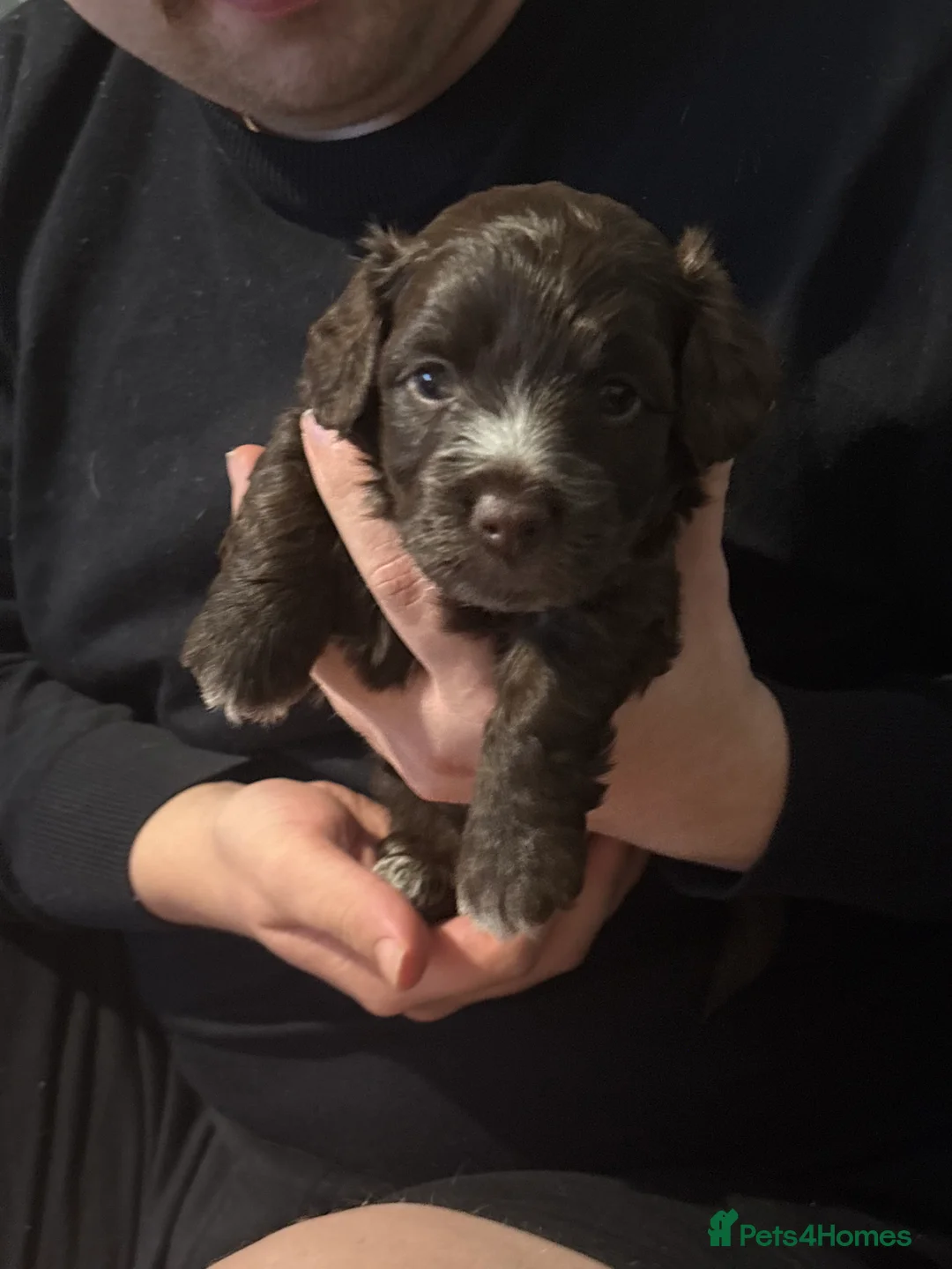 Mixed Breed dogs for sale: Dachshund Cross Pups £450 - Advert 5