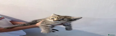 Domestic Shorthair 2