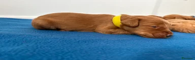 Miss Yellow