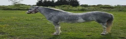 Welsh Section A horses for sale: Stunning Welsh sec A mare Toytown breeding - Advert 5