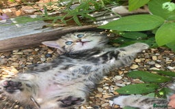 Siberian cats for sale: Persian/Siberian kittens - Image 16