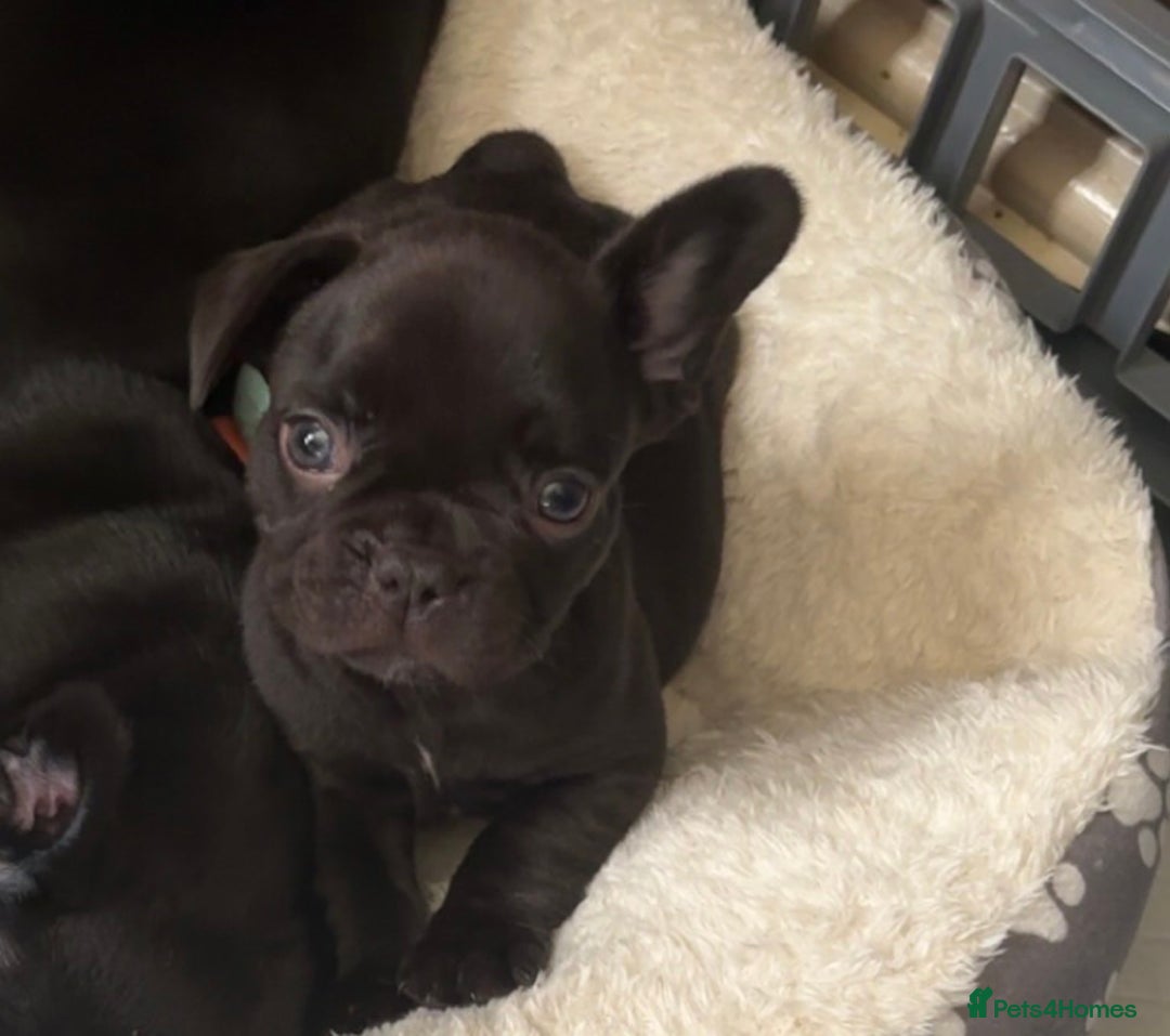 French Bulldog dogs for sale: French bulldog puppies fluffy carriers  - Image 4