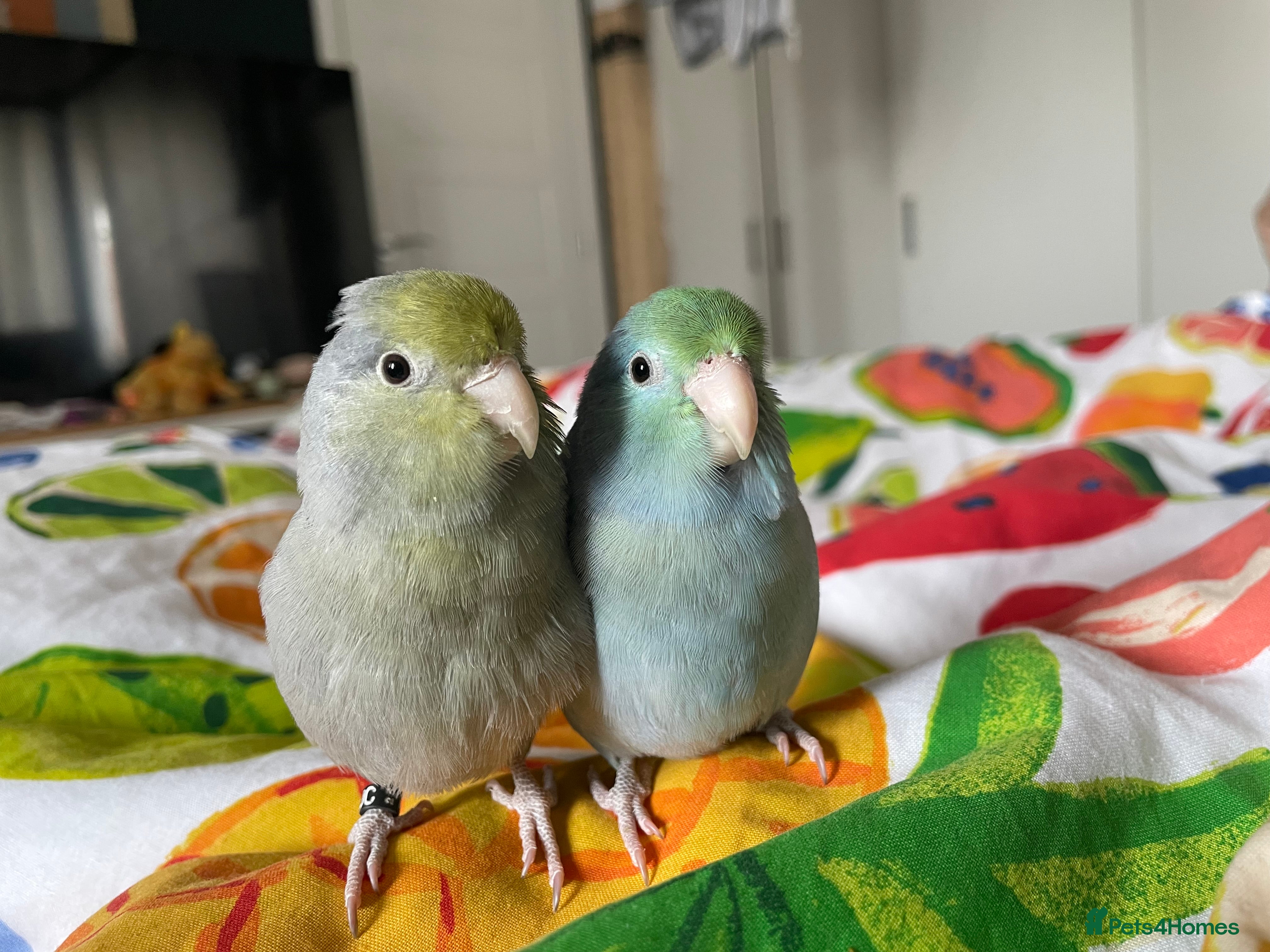 Parrots birds Pair of Parrotlet's  - Advert 1