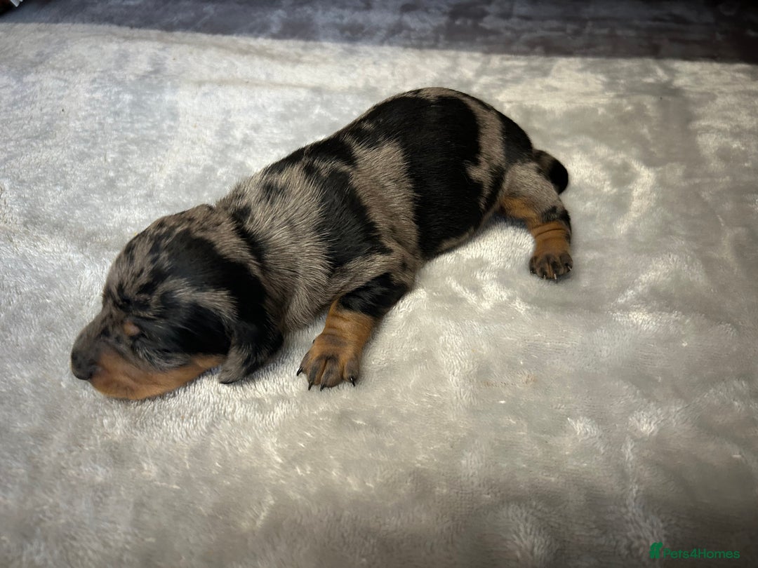 Miniature Dachshund dogs for sale: Miniature dachshund - Image 22
