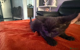 Turkish Angora cats for sale: Playful Kittens - Each ready for a loving home - Image 11