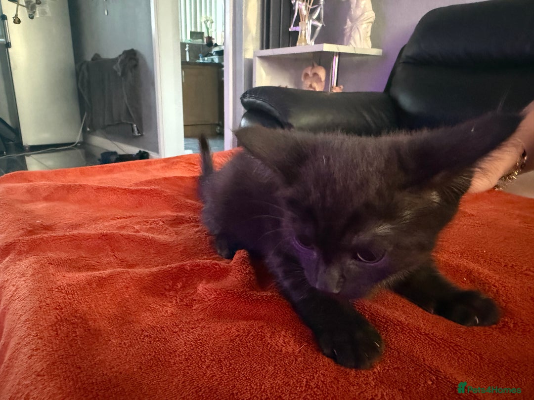 Turkish Angora cats for sale: Playful Kittens - Each ready for a loving home - Image 11