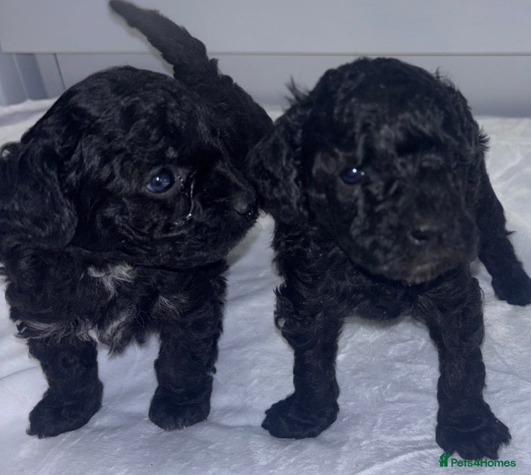 Toy Poodle dogs for sale: Adorable Toy Poodle puppies  - Advert 11