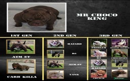 American Bully dogs for sale: Abr Micro Exotic American Bully - Image 9
