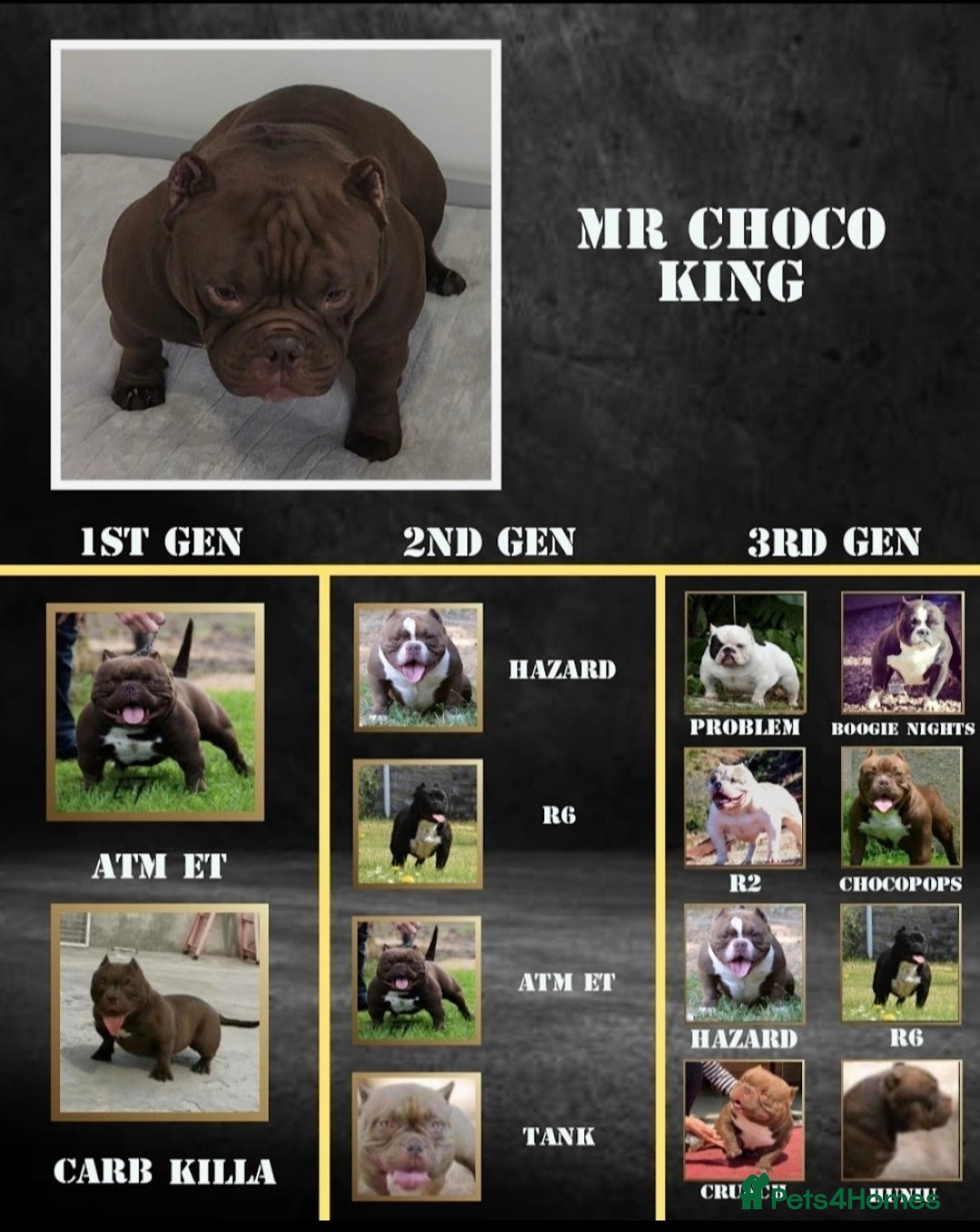 American Bully dogs for sale: Abr Micro Exotic American Bully - Image 9