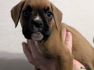 Boxer dogs Chunky boxer puppies - Advert 4