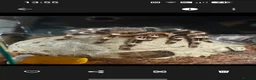 Tarantulas invertebrates for sale: 4x female adult large tarantulas  - Advert 7