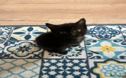 Mixed Breed cats for sale: Ragdoll x breed - Image 10
