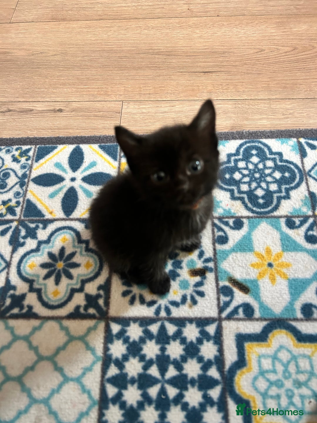 Mixed Breed cats for sale: Ragdoll x breed - Image 10