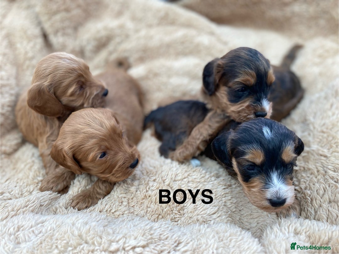 Cockapoo dogs for sale: F1 Cockapoo Puppies  - Image 6