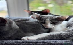 Oriental cats for sale: Ready now! Beautiful oriental mix kittens  - Image 32