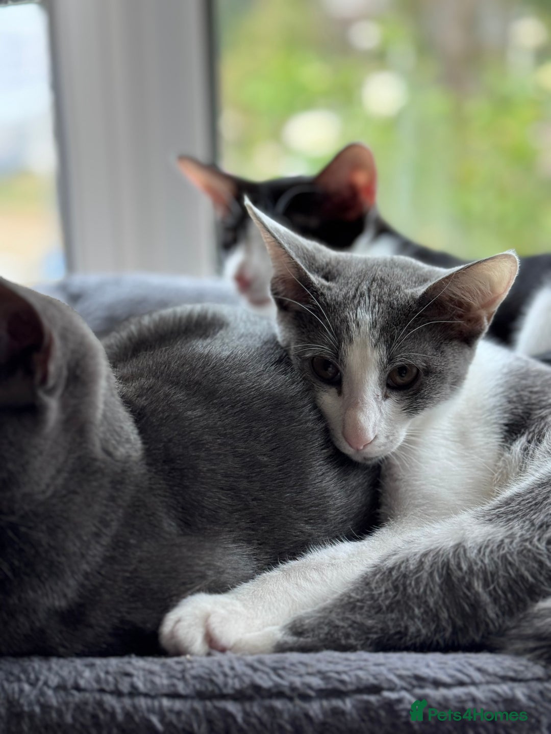 Oriental cats for sale: Ready now! Beautiful oriental mix kittens  - Image 32