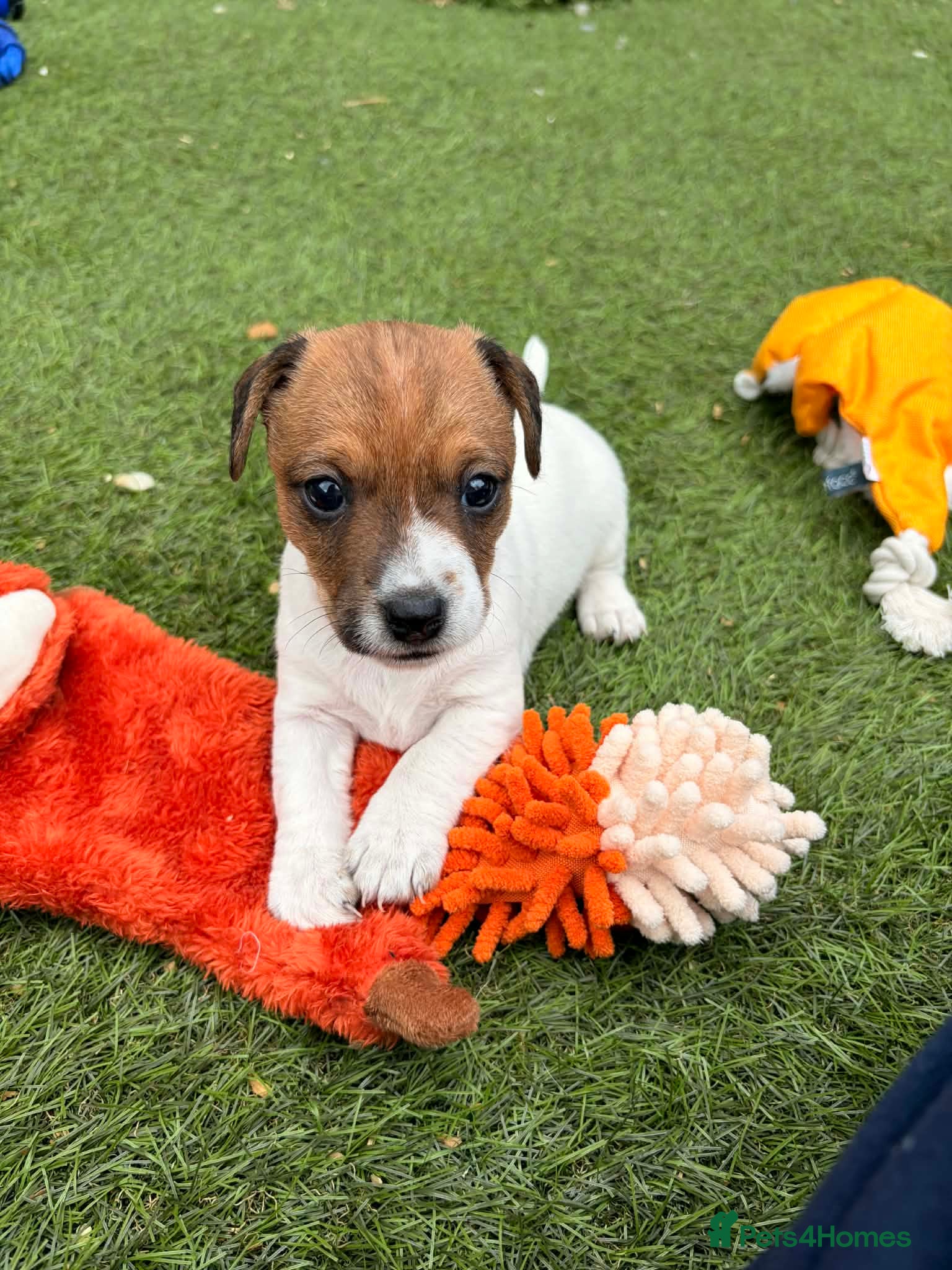 Jack Russell dogs 3 Jack Russell boys available  - Advert 5