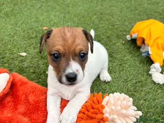 Jack Russell dogs 3 Jack Russell boys available - Advert 5