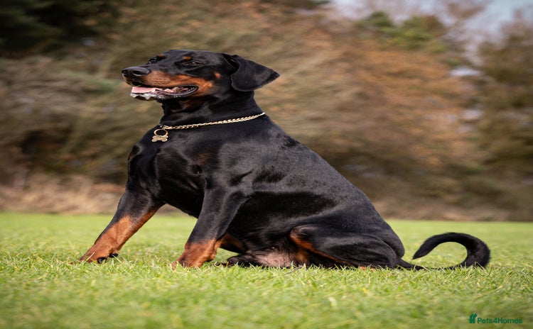 Dobermann dogs - Advert 1