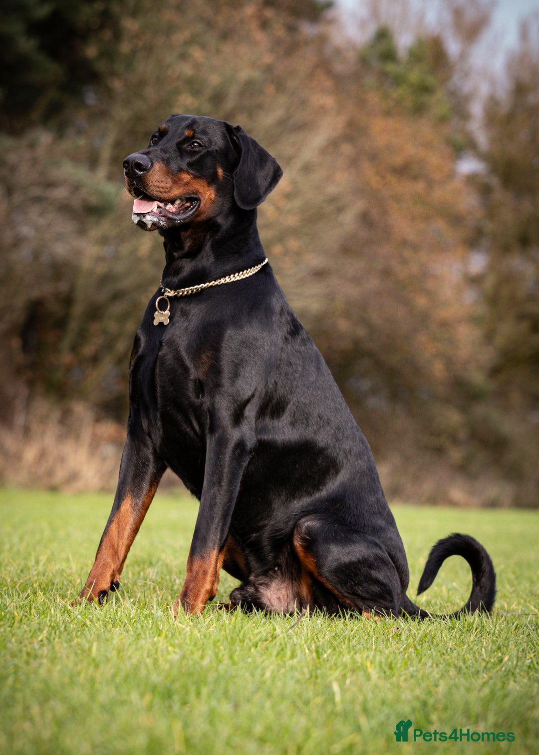 Dobermann dogs for stud: European Doberman Stud For Sale🩸 - Image 1