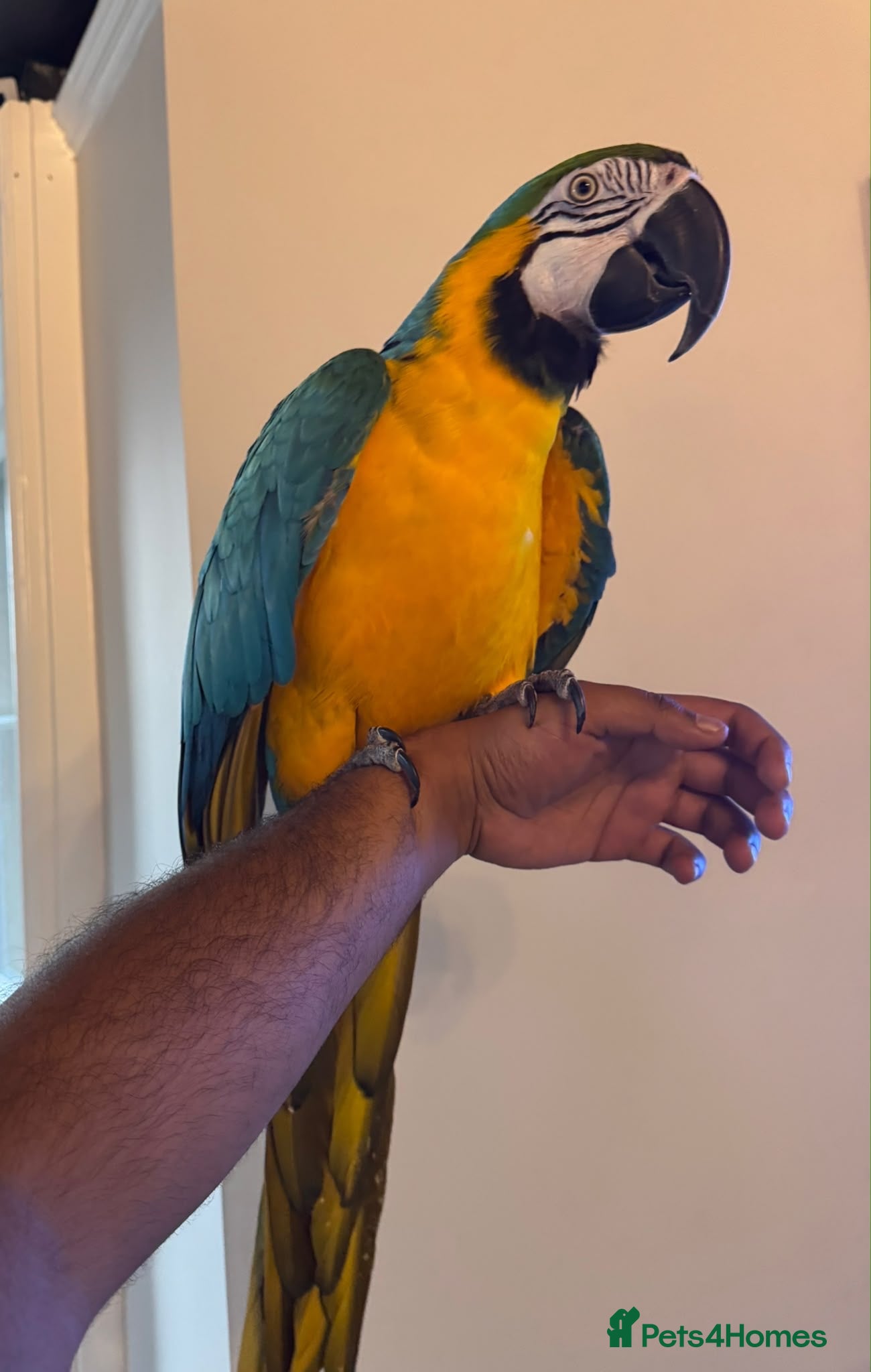 Macaws birds Very tame Blue & Gold Macaw - Advert 1