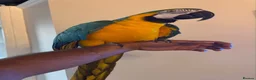 Macaws birds for sale: Very tame Blue & Gold Macaw - Advert 1