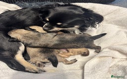Chihuahua dogs for sale: Chihuahua puppies for sale - Image 10