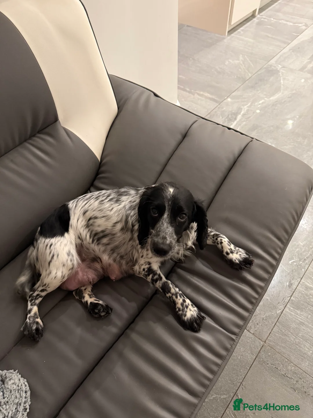 Cocker Spaniel dogs for sale: Pedigree Cocker Spaniel Boy - Advert 2