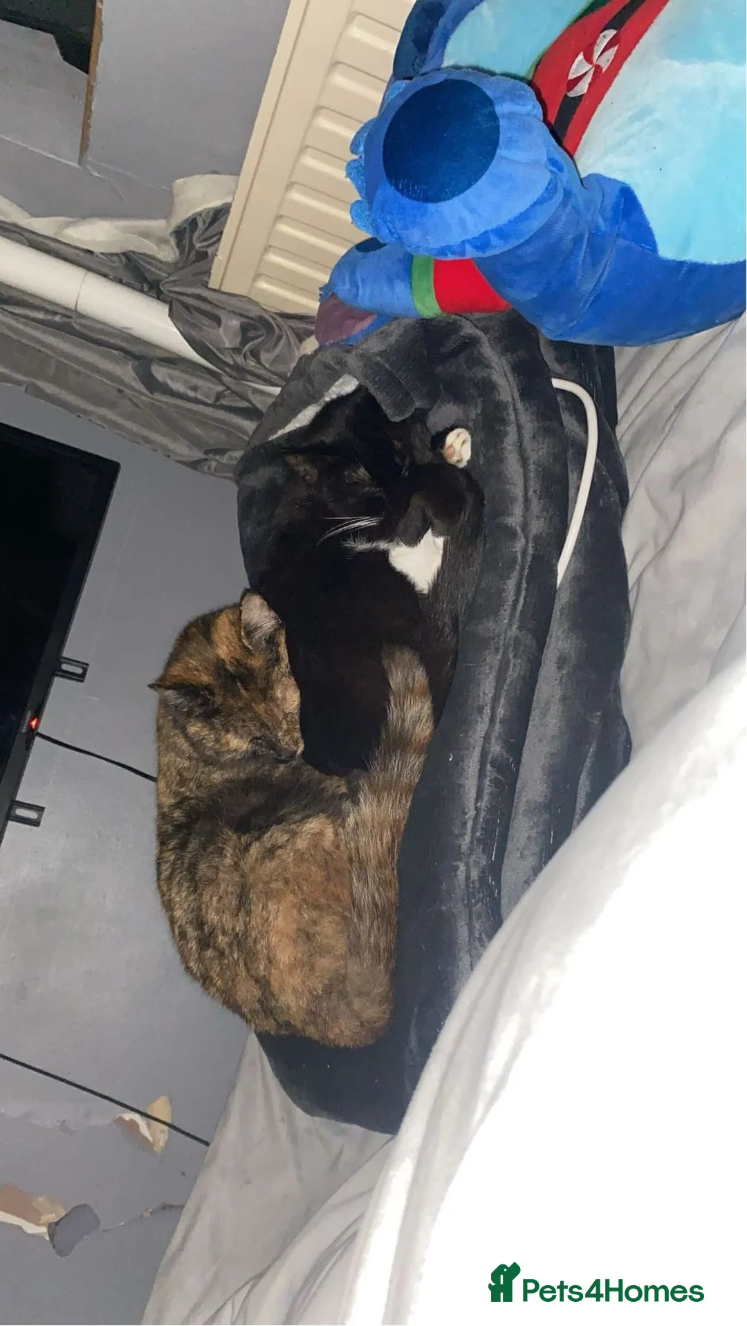 Mixed Breed cats for sale: Two stunning girls for free! in Hertford - Advert 1