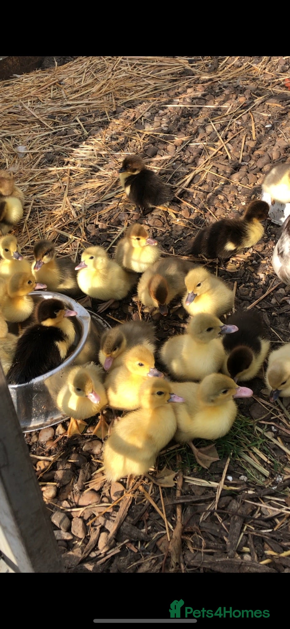 Ducks poultry Muscovy  - Advert 18