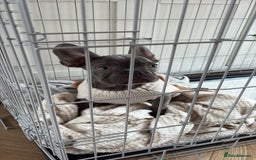 French Bulldog dogs for sale: 5 month old french bulldog for rehoming  - Advert 3