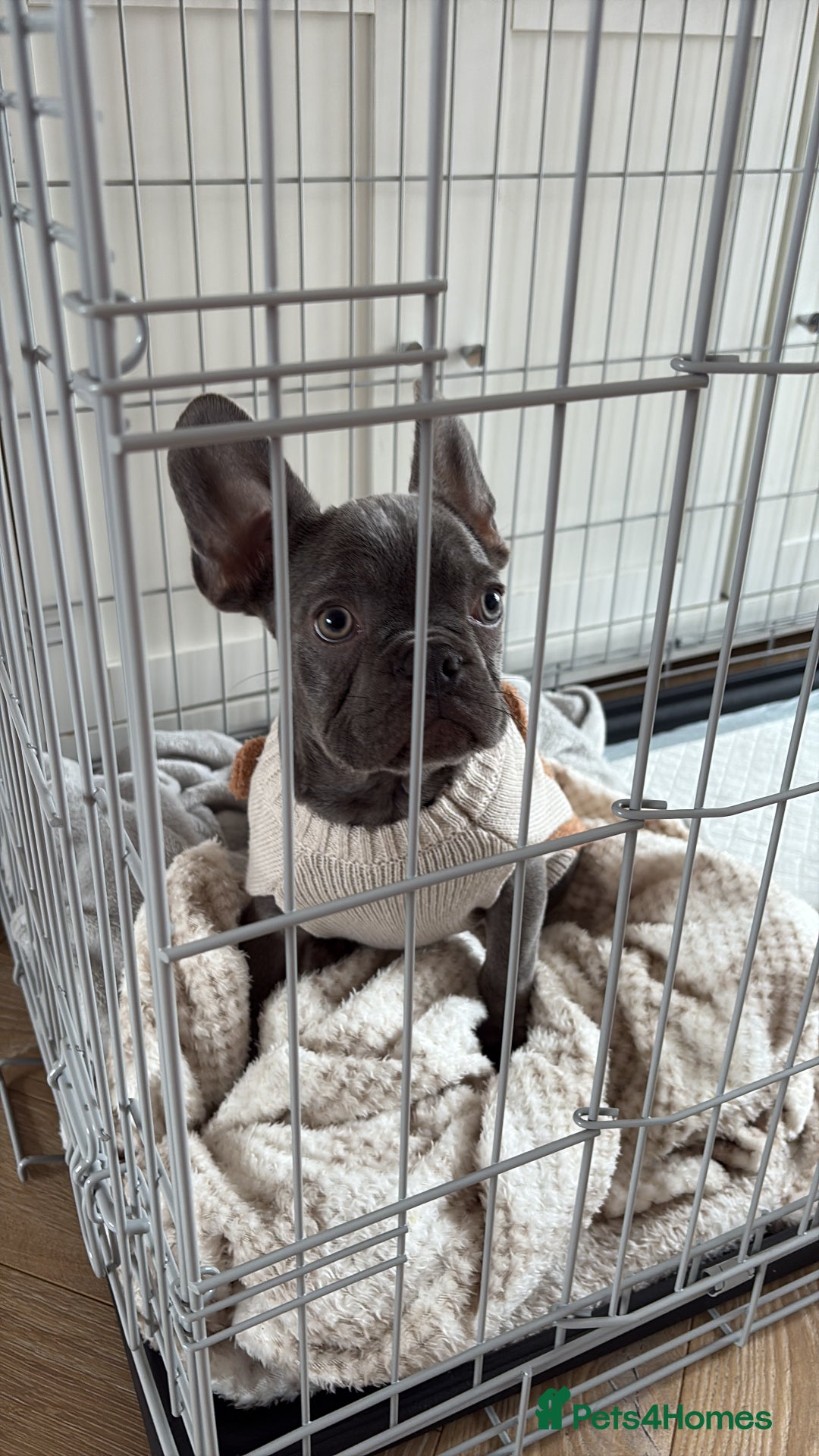 French Bulldog dogs for sale: 5 month old french bulldog for rehoming  - Advert 3