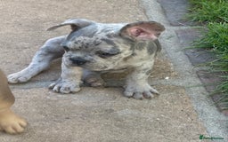 French Bulldog dogs for sale: Adorable Fresh Bulldogs🤍 - Image 5