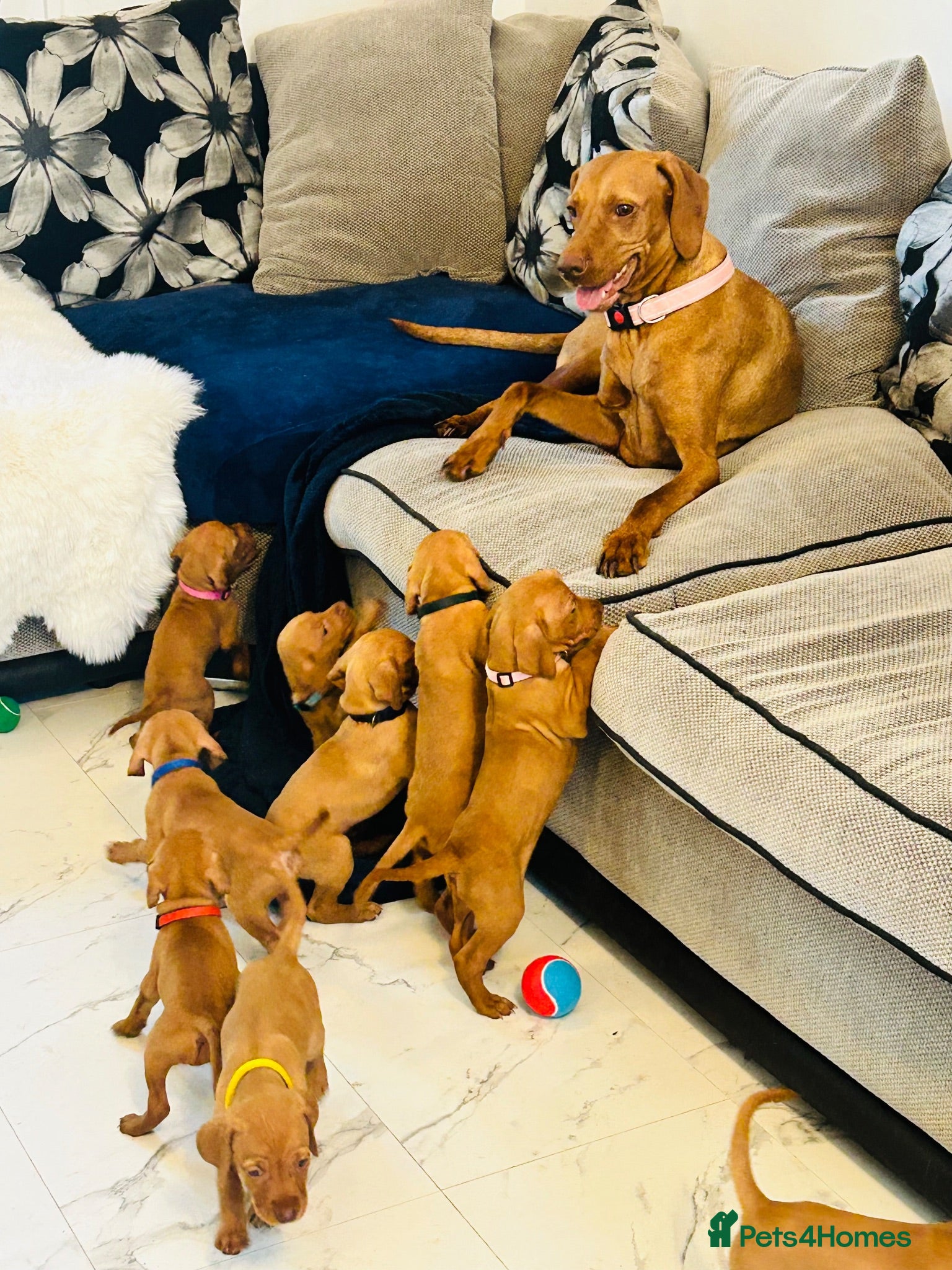 Hungarian Vizsla dogs Stunning Hungarian vizsla puppies x9 - Advert 1