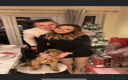 Cocker Spaniel dogs for sale: Meet Daisy – looking for her forever home❤️ - Advert 28