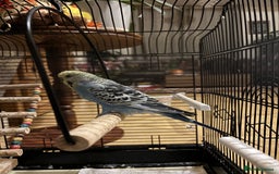Budgerigars birds for sale: Beautiful Female Budgie  - Image 2