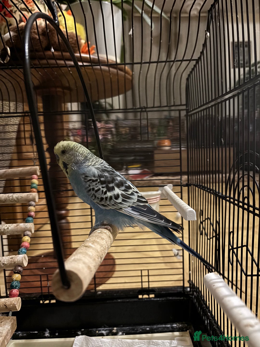 Budgerigars birds for sale: Beautiful Female Budgie  - Image 2