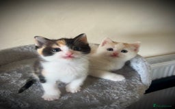 Ragdoll cats for sale: Ragdoll x Kittens ( prices vary)  - Image 4