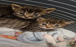 Mixed Breed cats for sale: Mixed Bengal Kittens Long Haired - Image 5