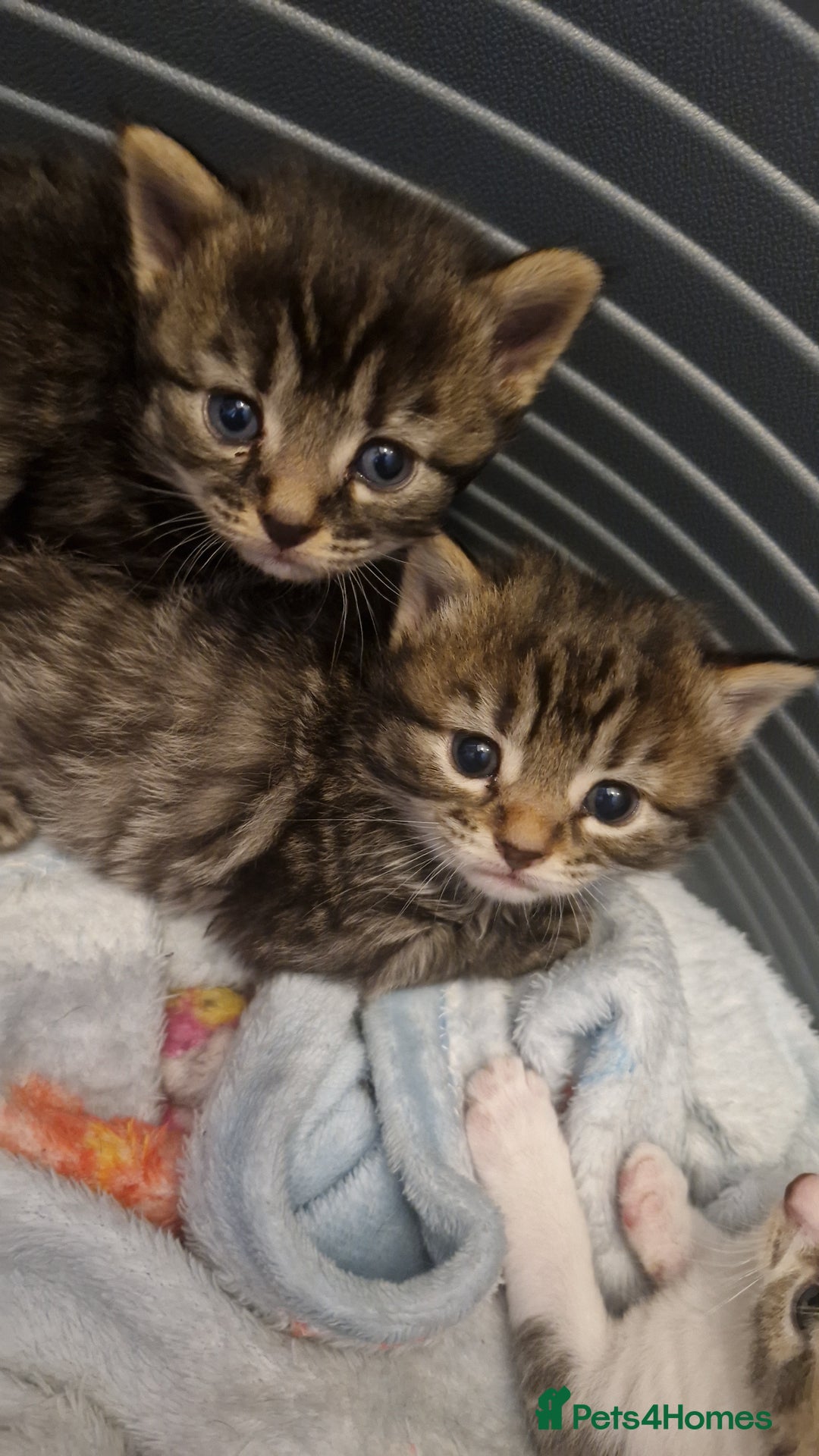 Mixed Breed cats for sale: Mixed Bengal Kittens Long Haired - Image 5
