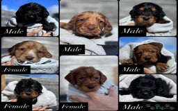Cocker Spaniel dogs for sale: Working Cocker Spaniels  - Image 6
