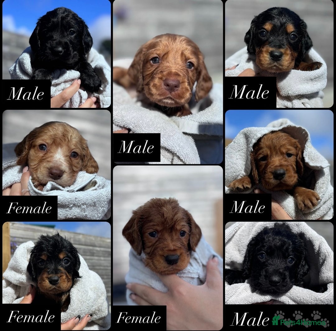 Cocker Spaniel dogs for sale: Working Cocker Spaniels  - Image 6