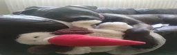 Mixed Breed dogs for adoption: Peaches - Advert 2