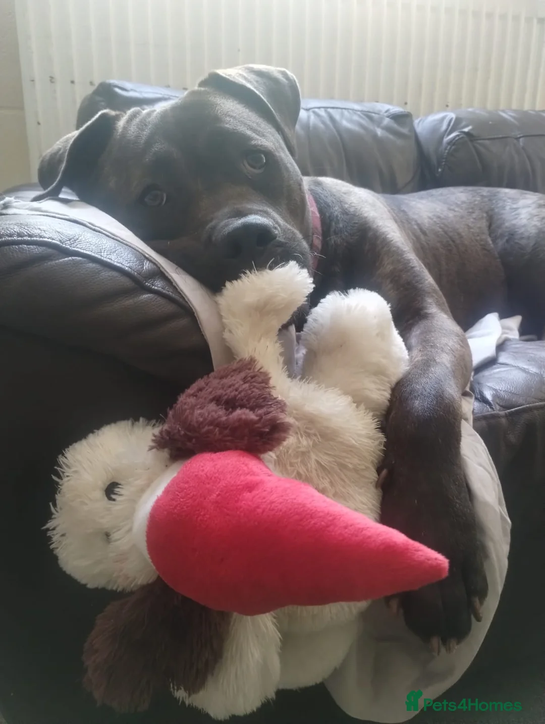 Mixed Breed dogs for adoption: Peaches - Advert 2